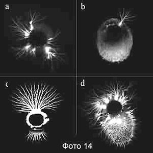 Energetischen parasitären Organismen