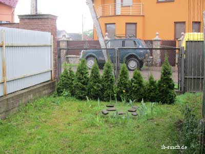 Thuja als Sichtschutz